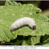 carch orientalis larva5a